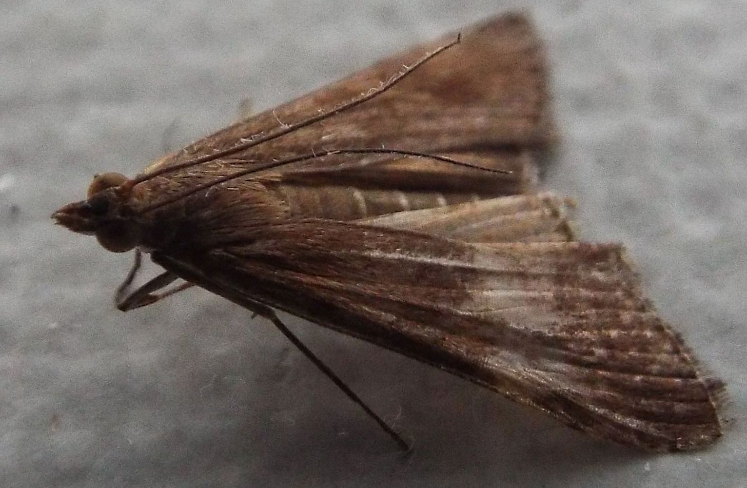 Falena da identificare 2 - Nomophila noctuella, Crambidae