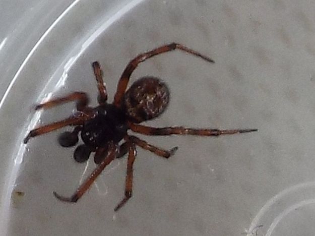 Steatoda bipunctata - Vigo di Fassa (TN)