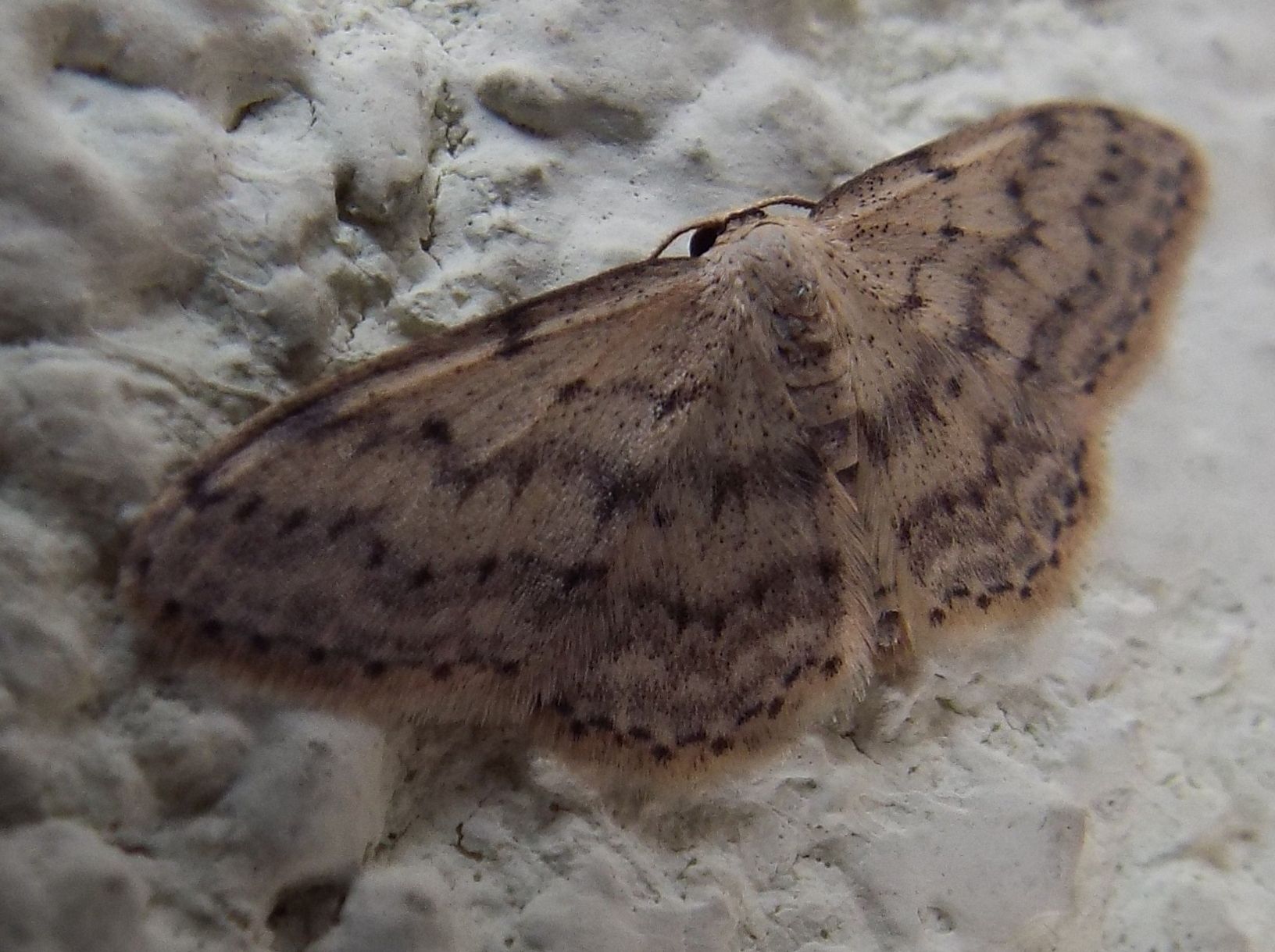 Idaea seriata (Geometridae)