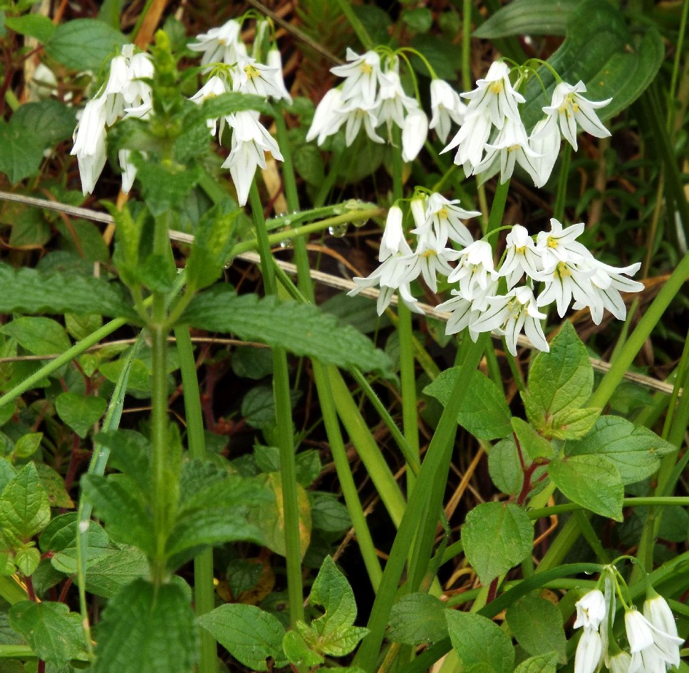 Allium triquetrum