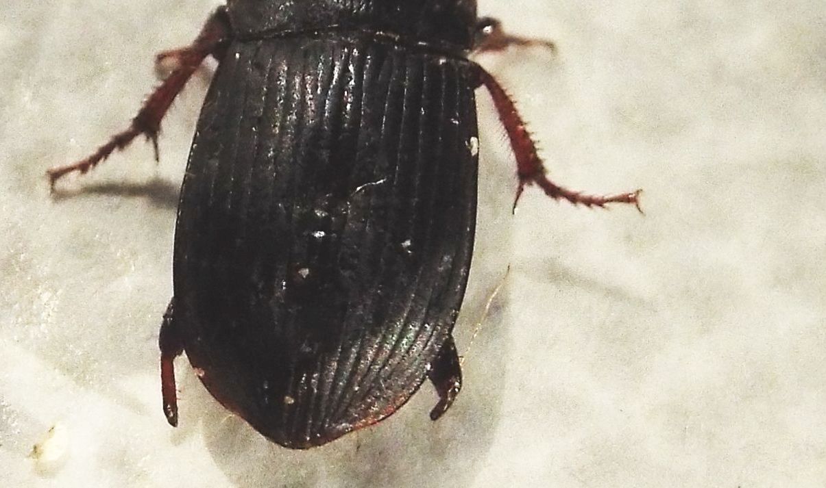 Harpalus cf. tardus - Carabidae