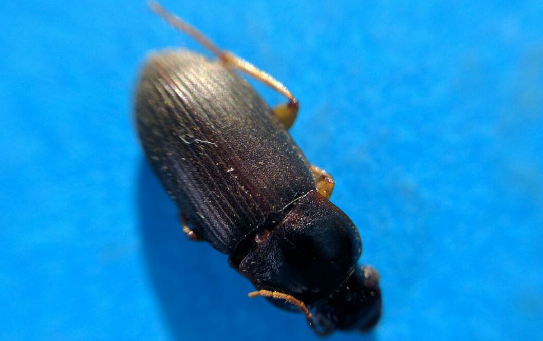 Carabidae Ophonino da identificare: Pseudoophonus rufipes