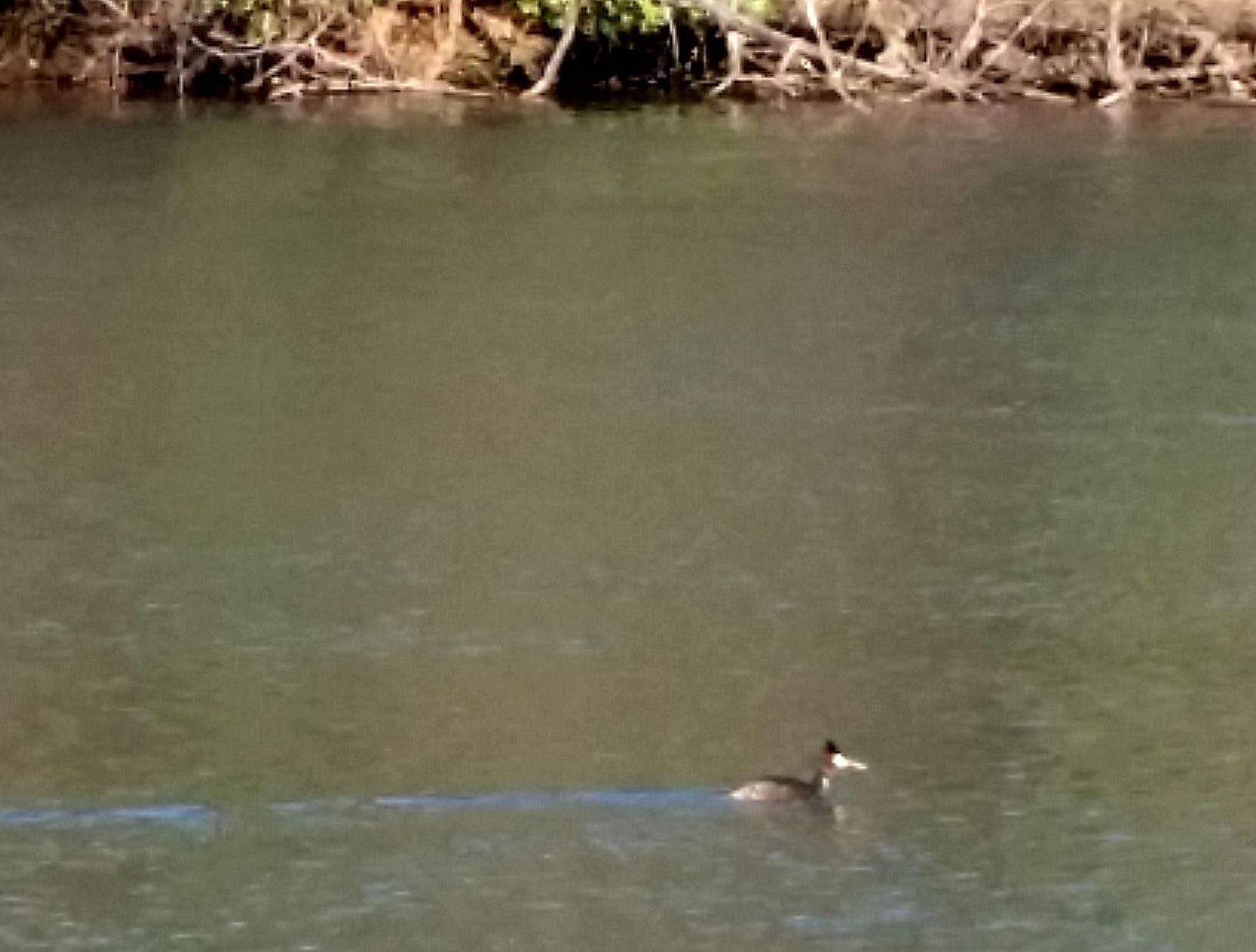 Uccelli sul fiume Adda