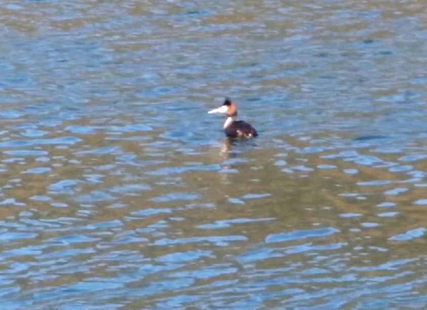 Uccelli sul fiume Adda