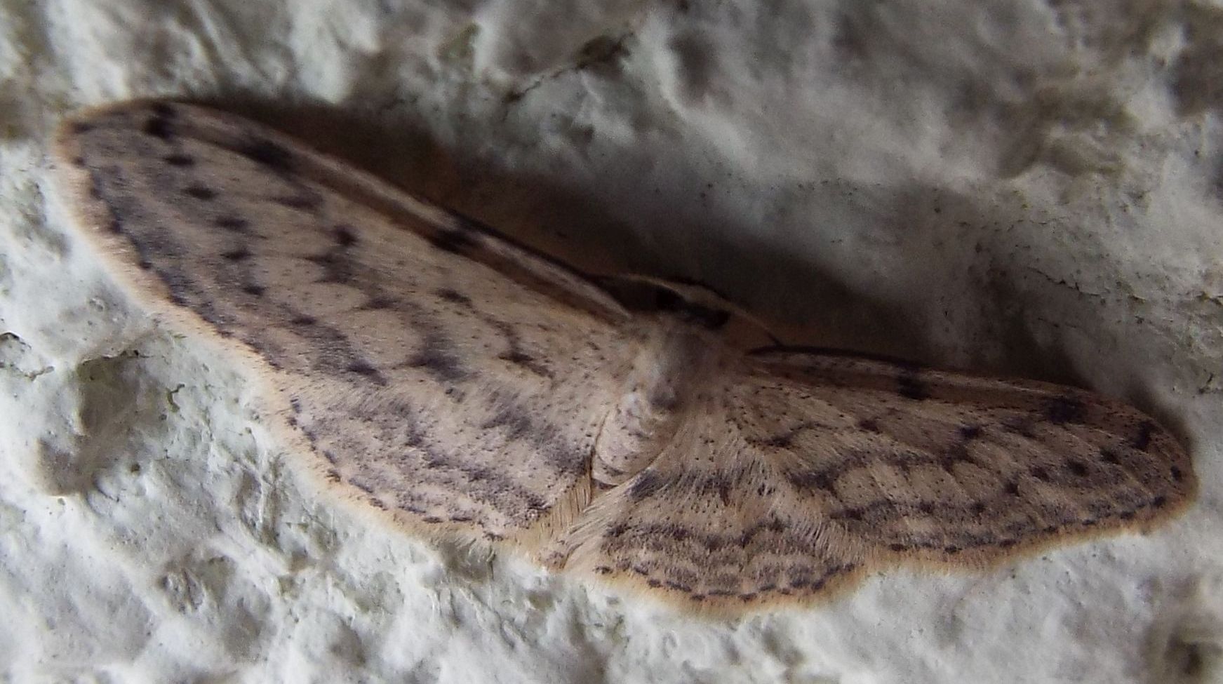 Idaea seriata (Geometridae)