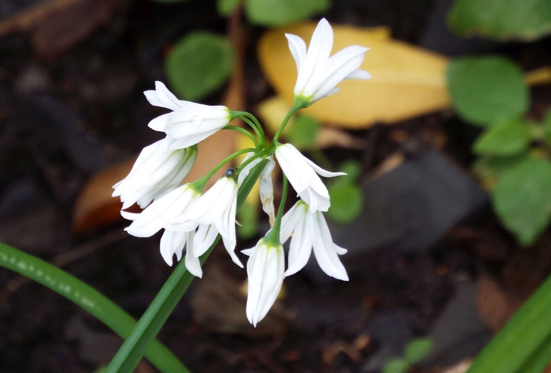 Allium triquetrum