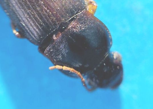 Carabidae Ophonino da identificare: Pseudoophonus rufipes