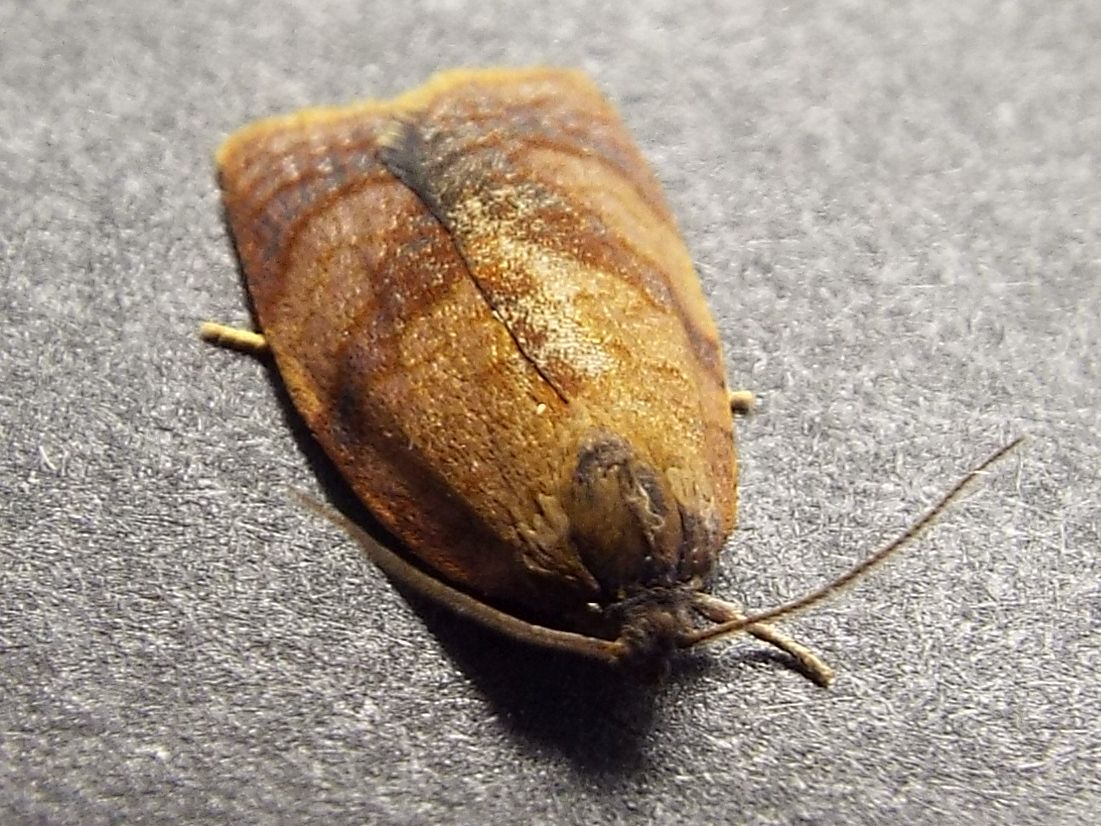 Cacoecimorpha pronubana  (Tortricidae)