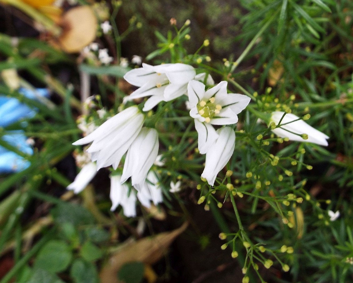 Allium triquetrum