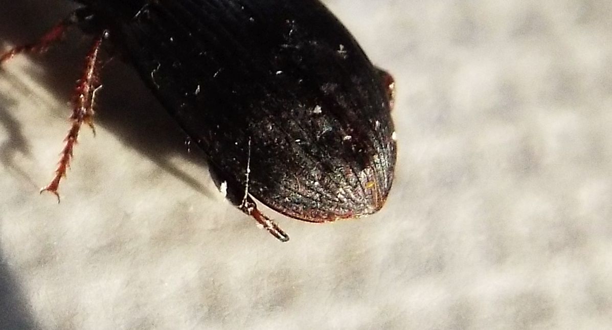 Harpalus cf. tardus - Carabidae