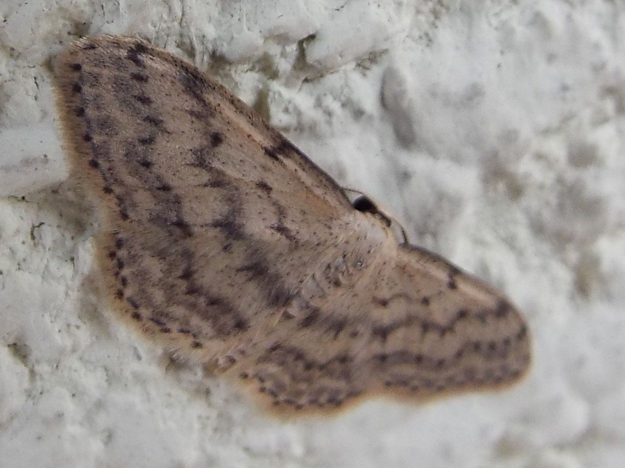 Idaea seriata (Geometridae)