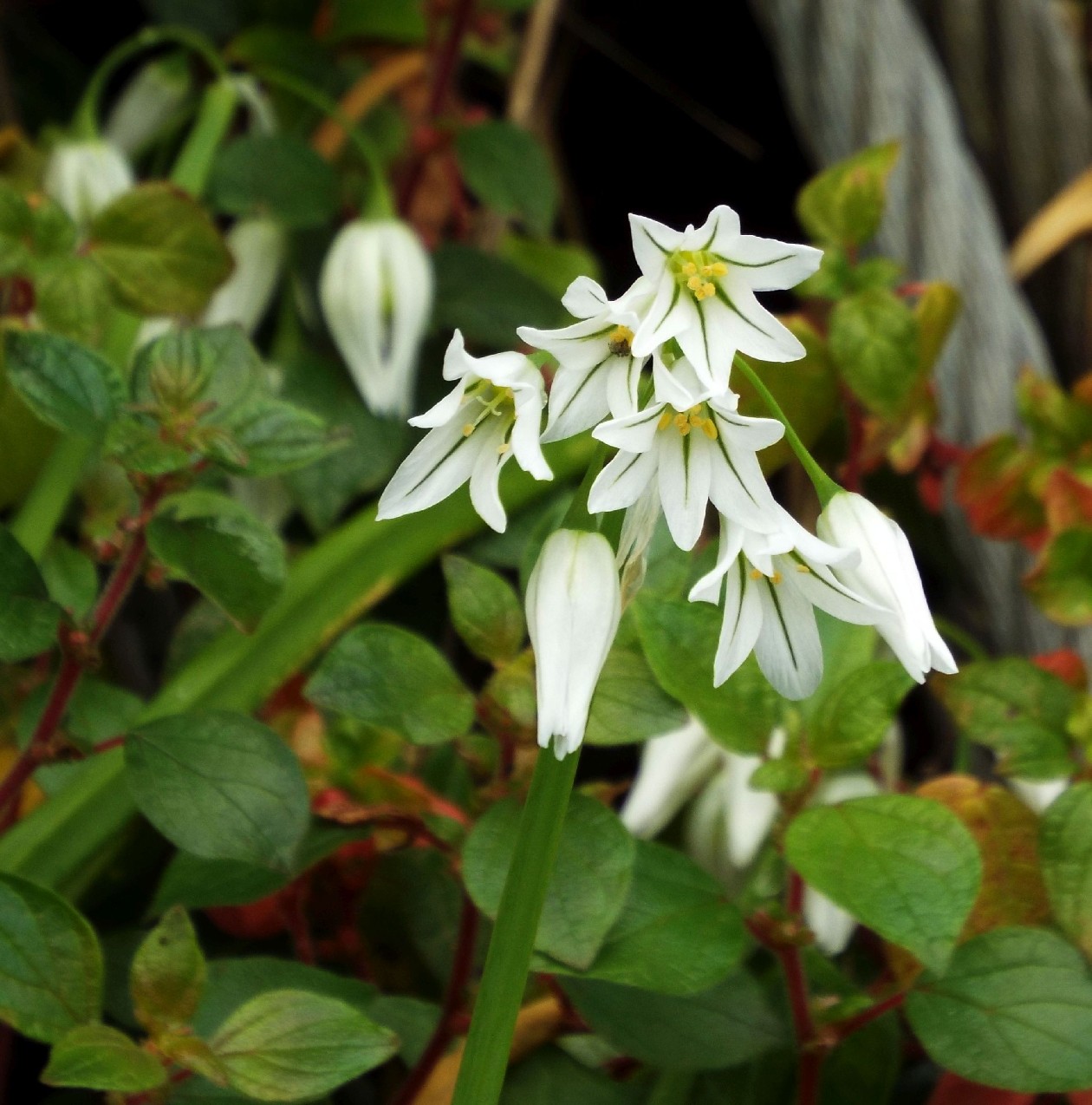 Allium triquetrum