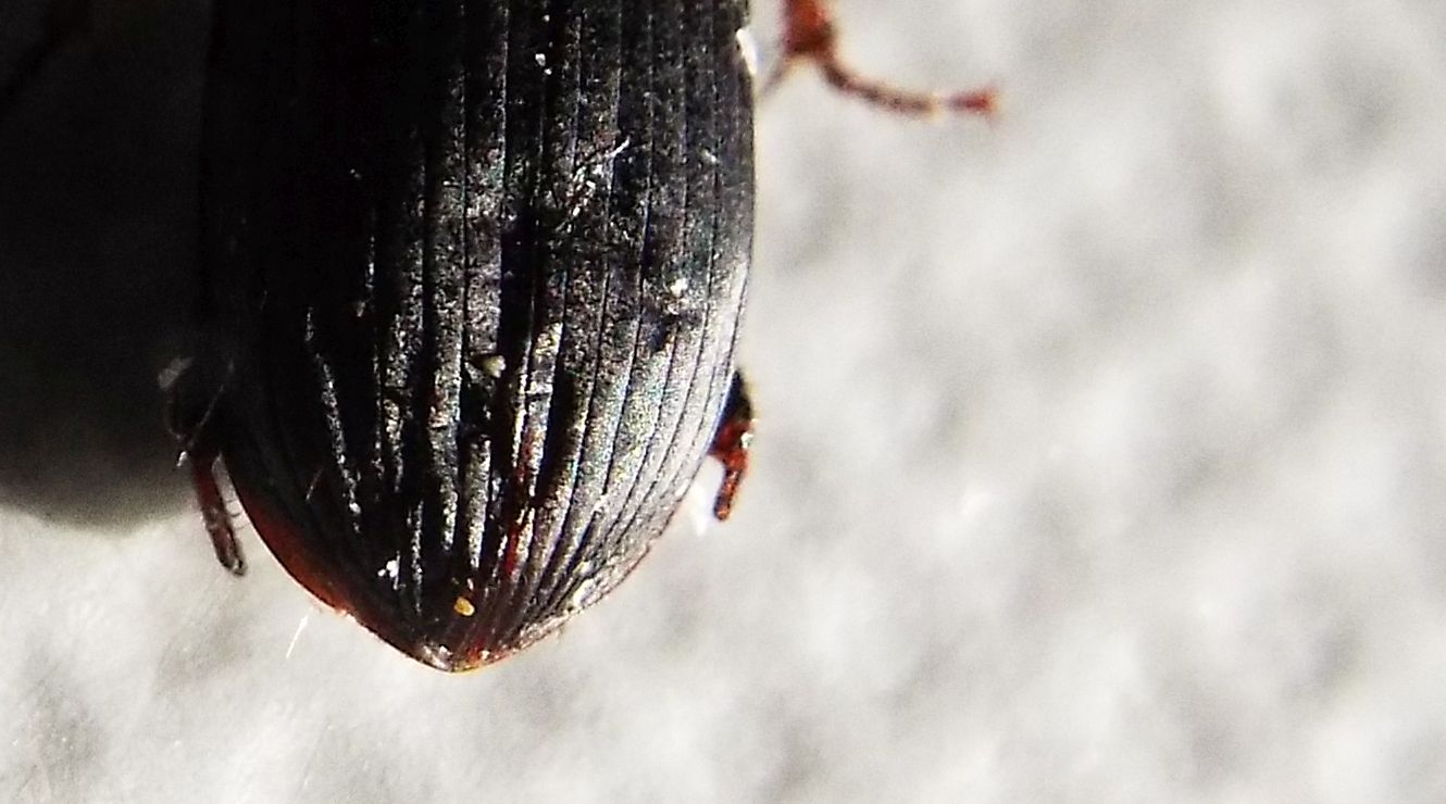 Harpalus cf. tardus - Carabidae