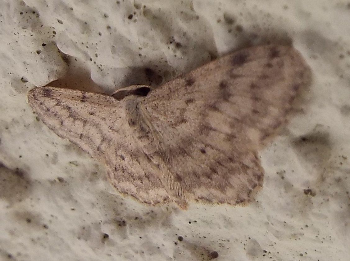 Idaea seriata (Geometridae)