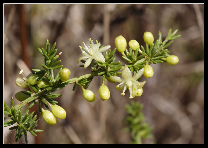 Asparagus acutifolius / Asparago pungente