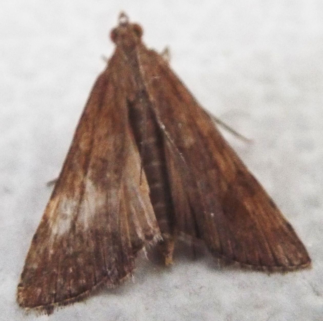 Falena da identificare 2 - Nomophila noctuella, Crambidae