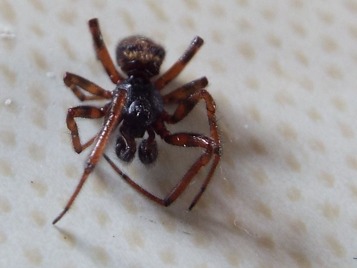 Steatoda bipunctata - Vigo di Fassa (TN)