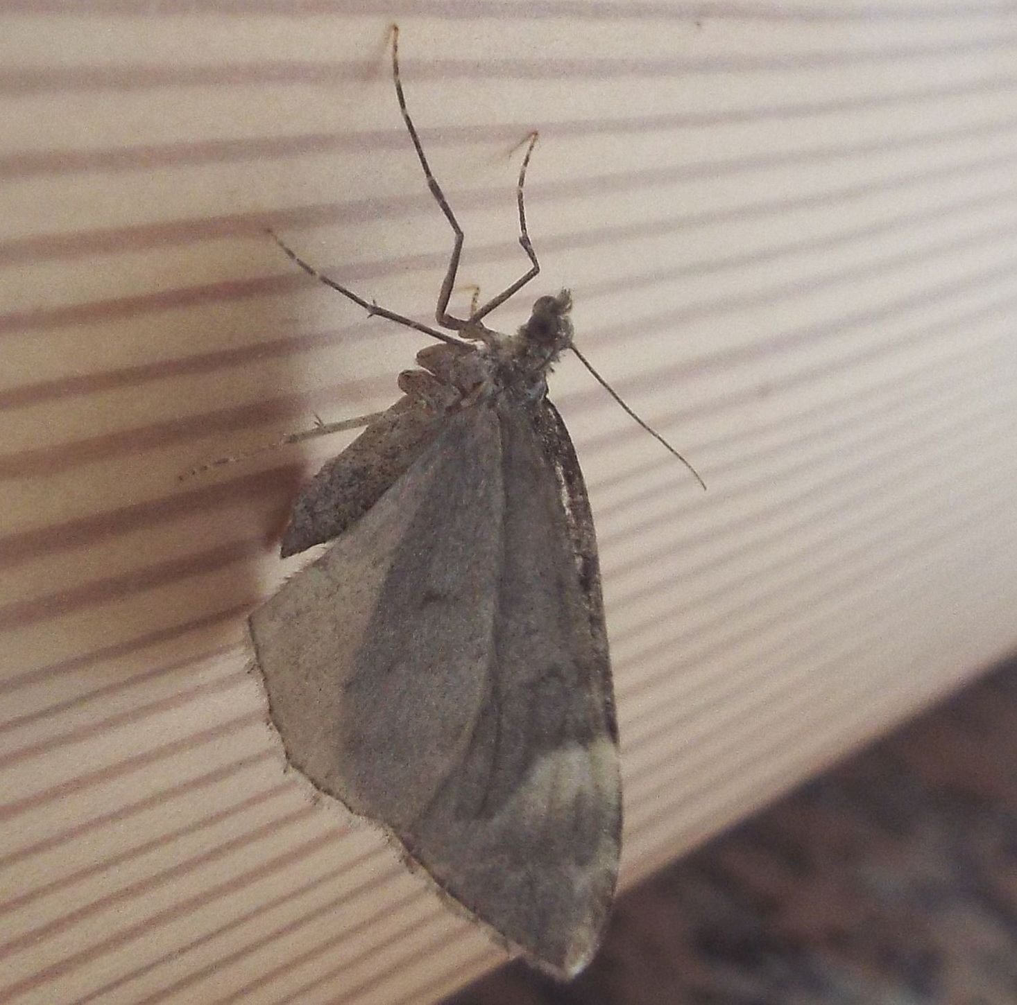 Dysstroma citrata (Geometridae)