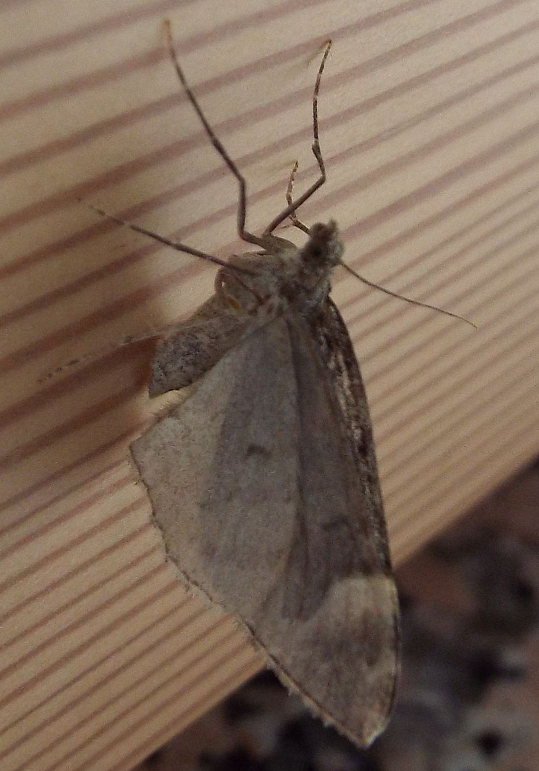 Dysstroma citrata (Geometridae)