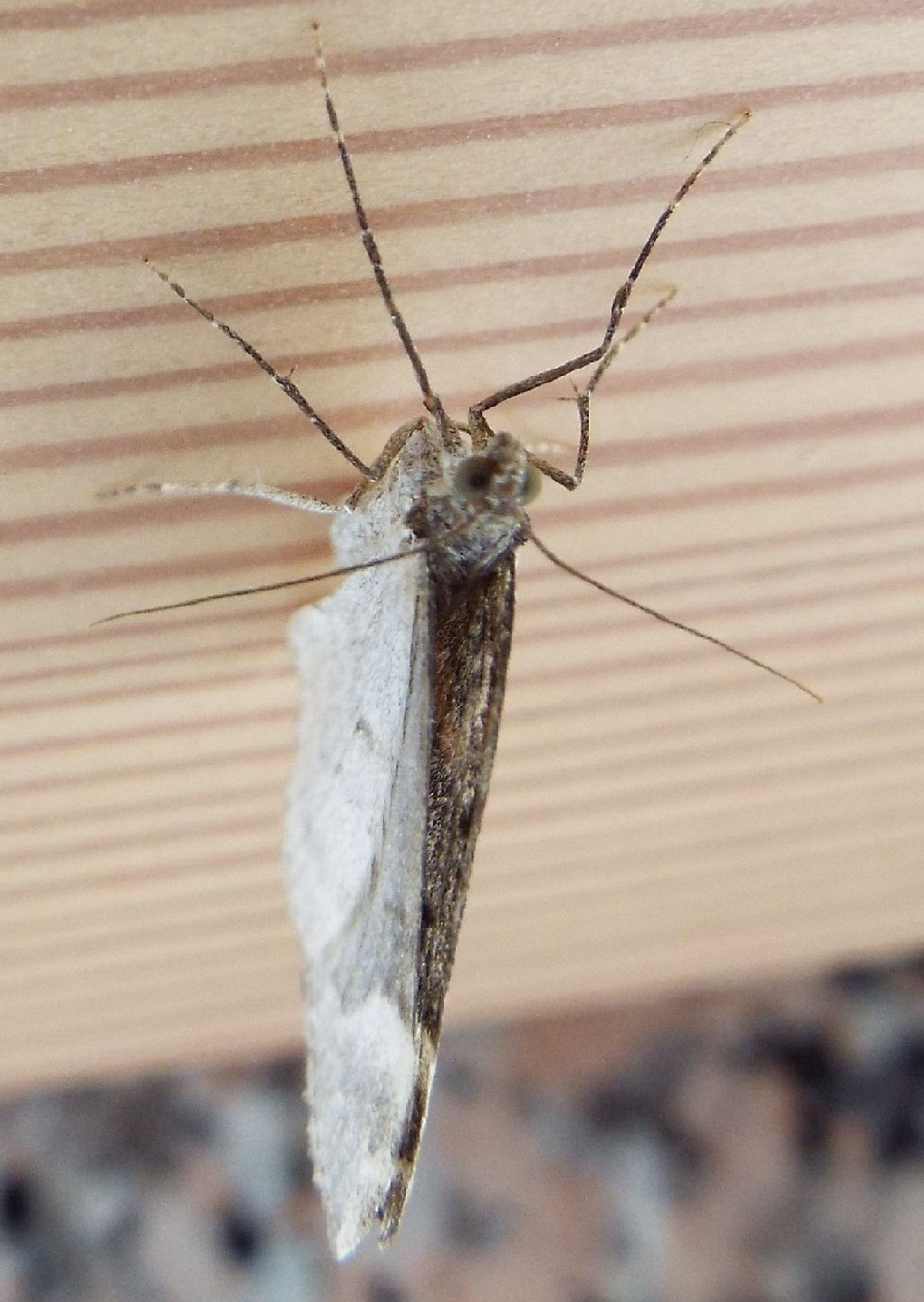 Dysstroma citrata (Geometridae)