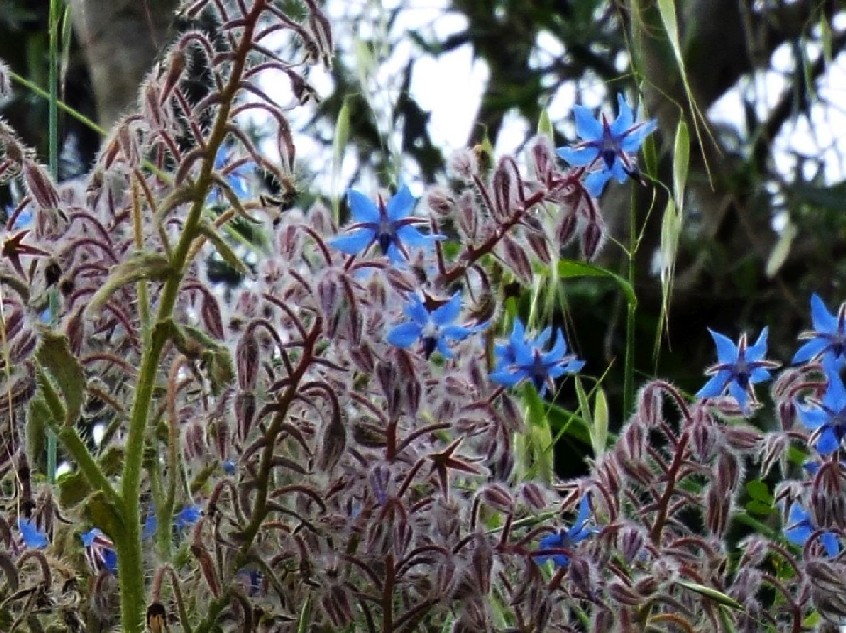 Borago officinalis