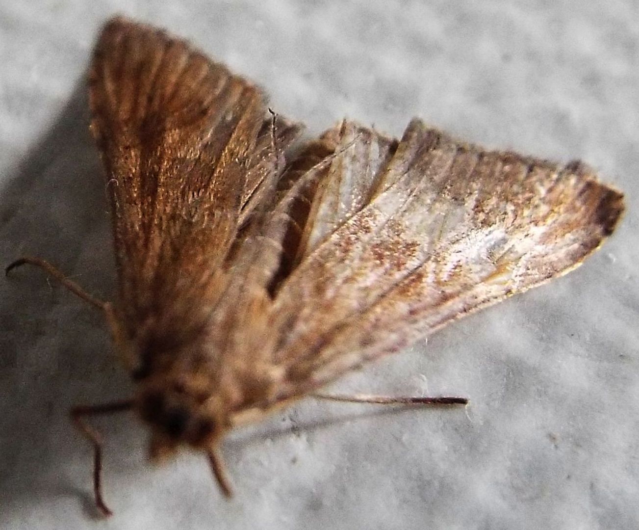 Falena da identificare 2 - Nomophila noctuella, Crambidae