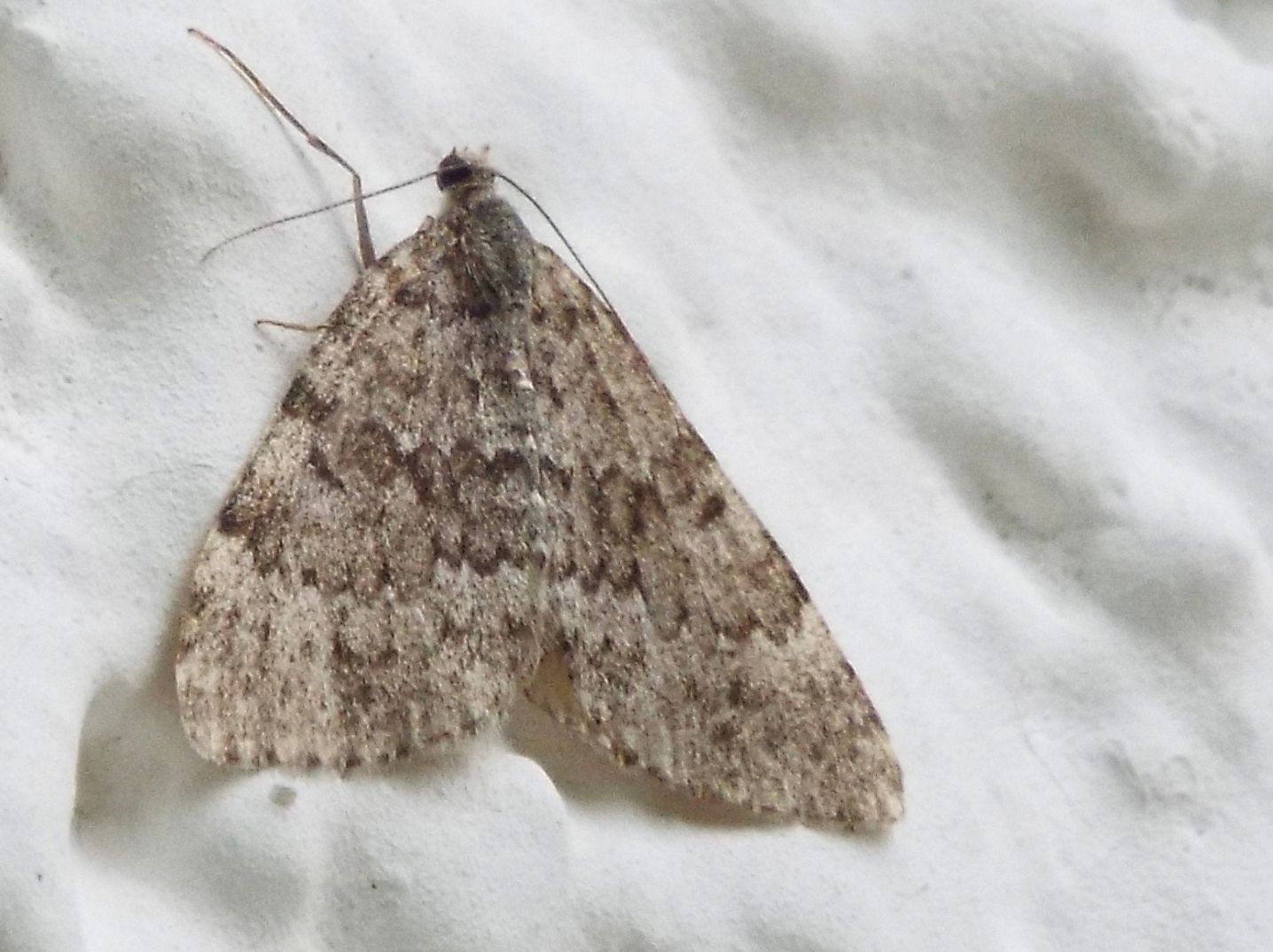 Falena da identificare - Entephria caesiata, Geometridae