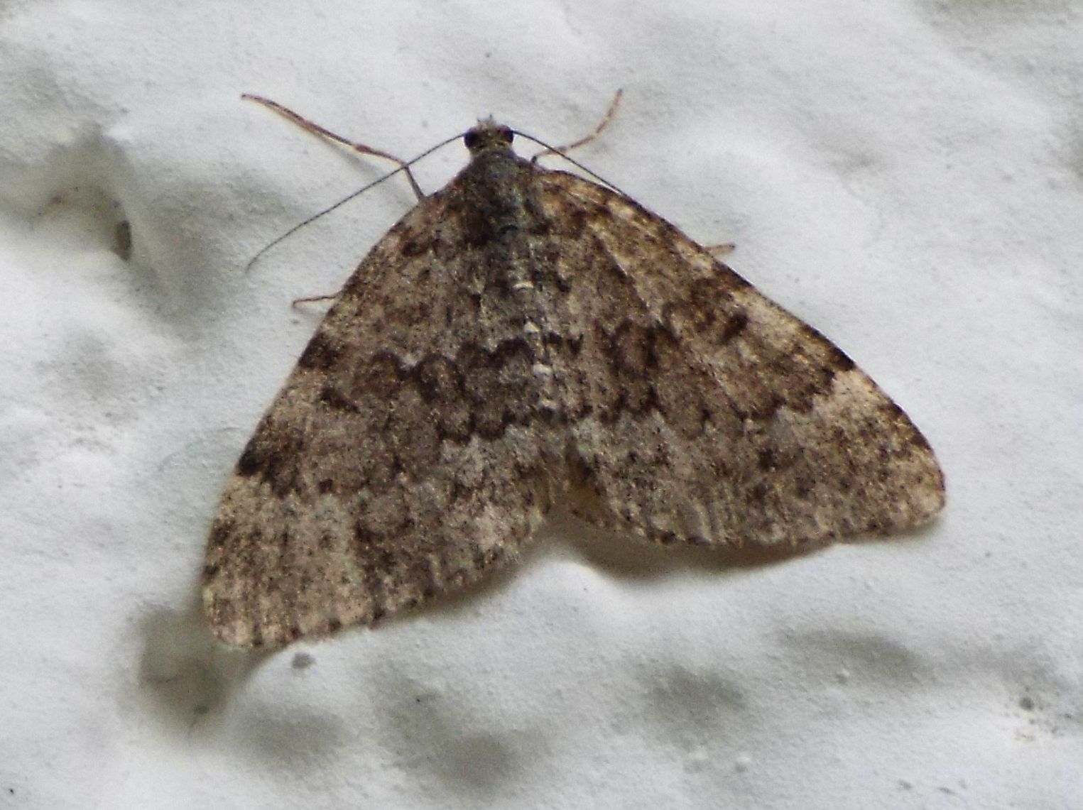 Falena da identificare - Entephria caesiata, Geometridae