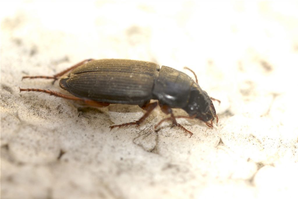 Pseudoophonus rufipes (cfr.), Carabidae