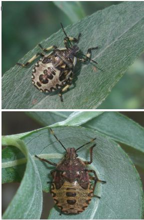 Pentatomidae: ninfa di Arma custos