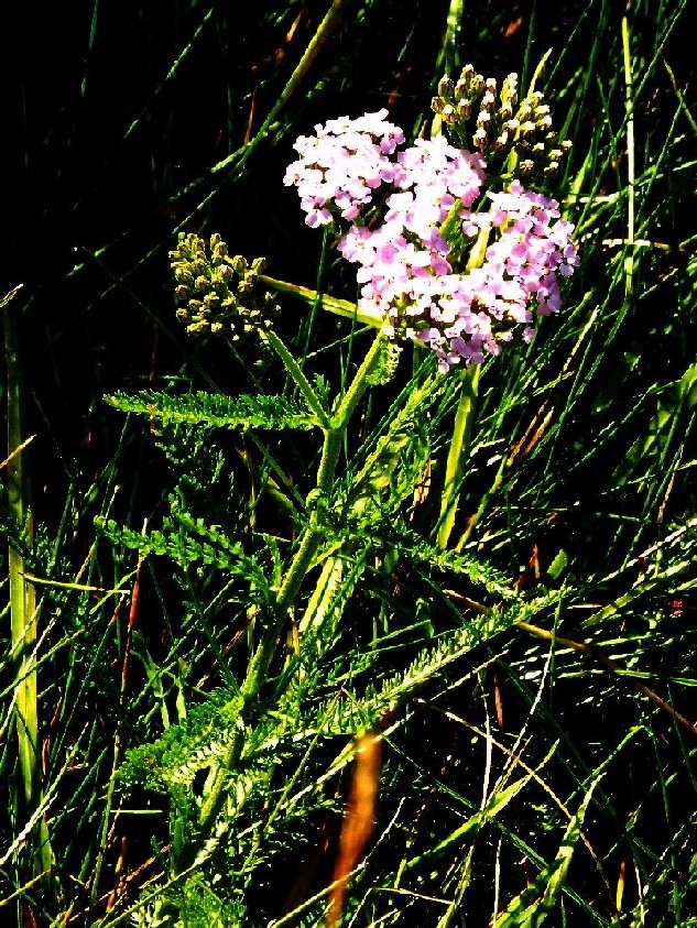 Achillea rosa:  Achillea cfr. millefolium  (Asteraceae)