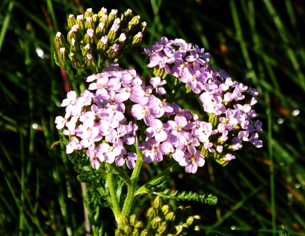 Achillea rosa:  Achillea cfr. millefolium  (Asteraceae)