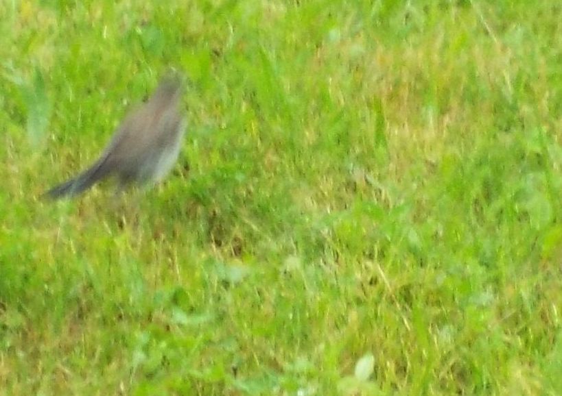 Turdidae:  Cesena (Turdus pilaris) e Tordo bottaccio (Turdus philomelos) juv.