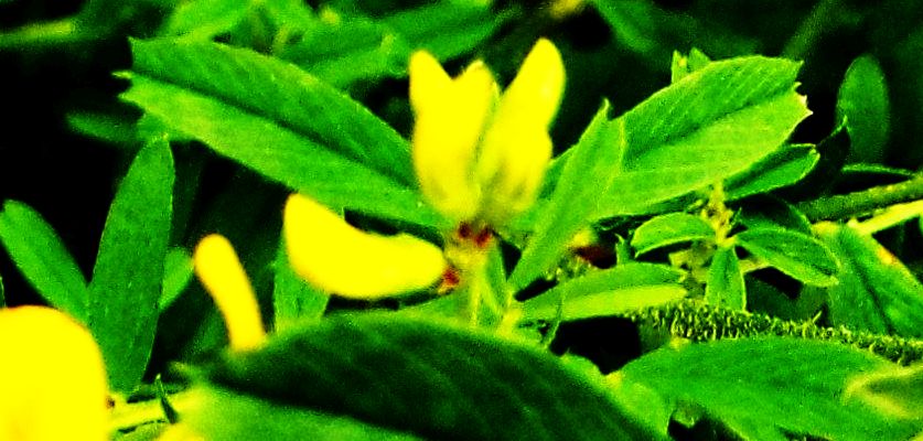 Fabaceae: Medicago falcata  e  frutti di Vicia cfr. sativa