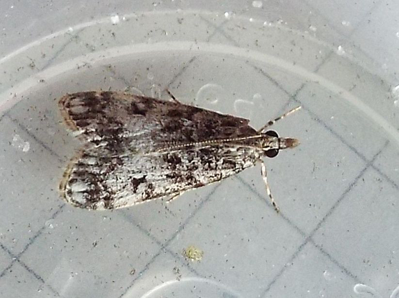 Eudonia cfr. lacustrata (Crambidae)