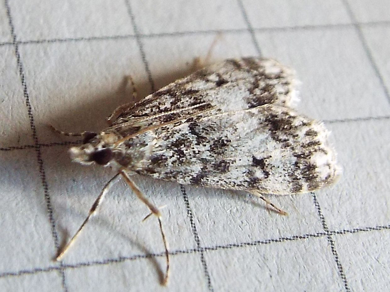 Eudonia cfr. lacustrata (Crambidae)