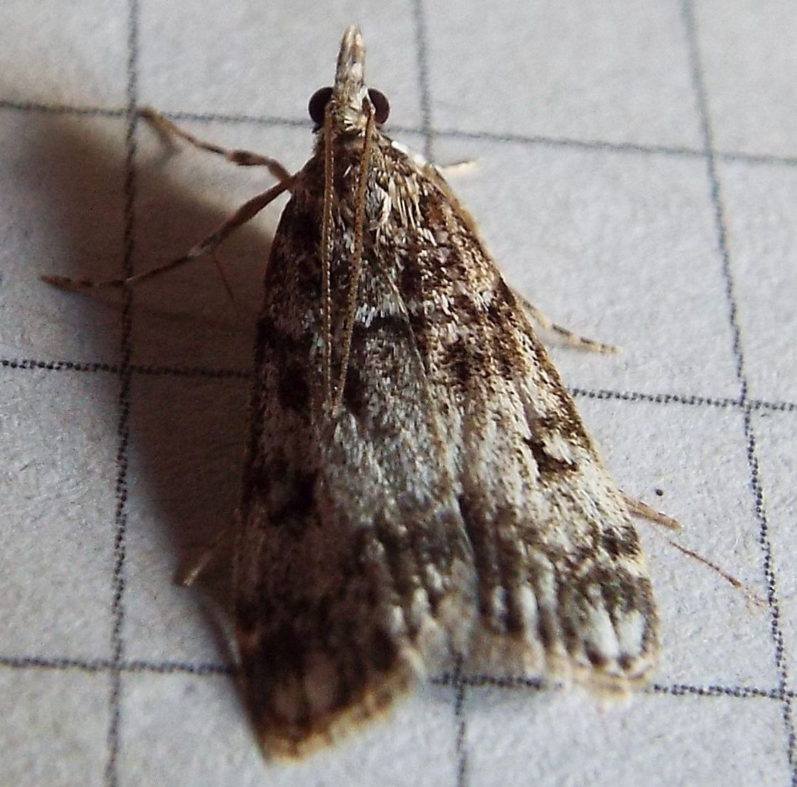 Eudonia cfr. lacustrata (Crambidae)