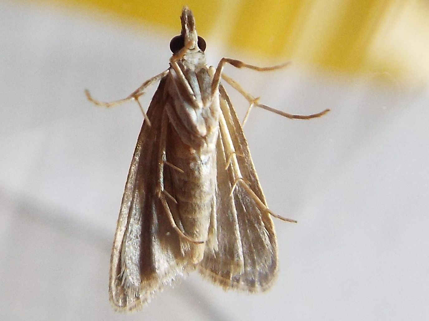 Eudonia cfr. lacustrata (Crambidae)