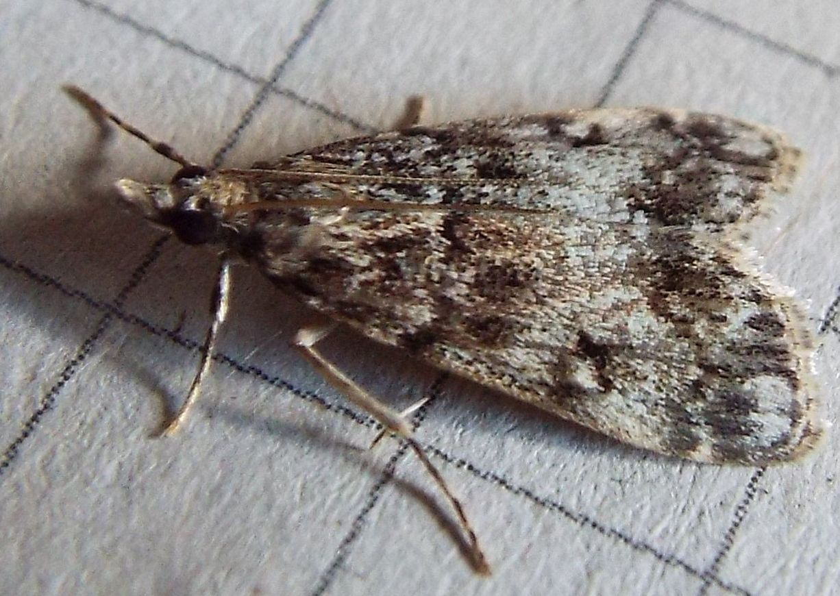 Eudonia cfr. lacustrata (Crambidae)