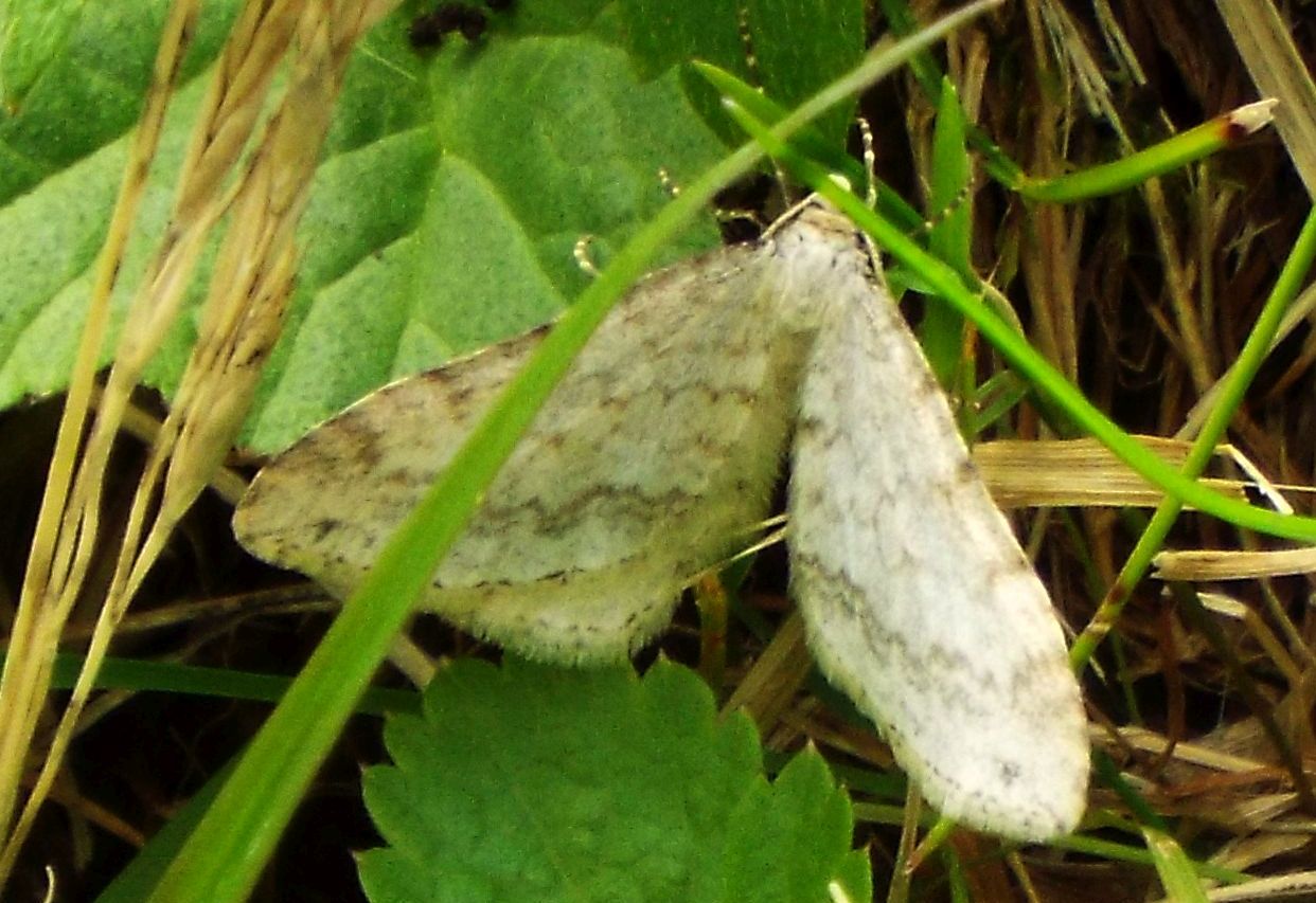 Mesotype verberata (Geometridae)