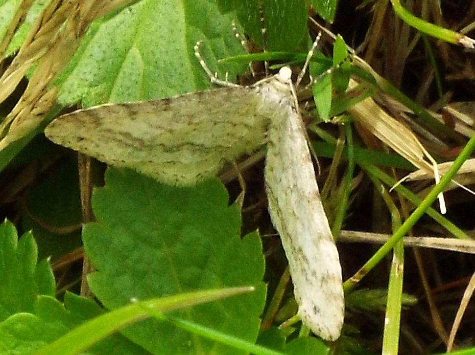 Mesotype verberata (Geometridae)