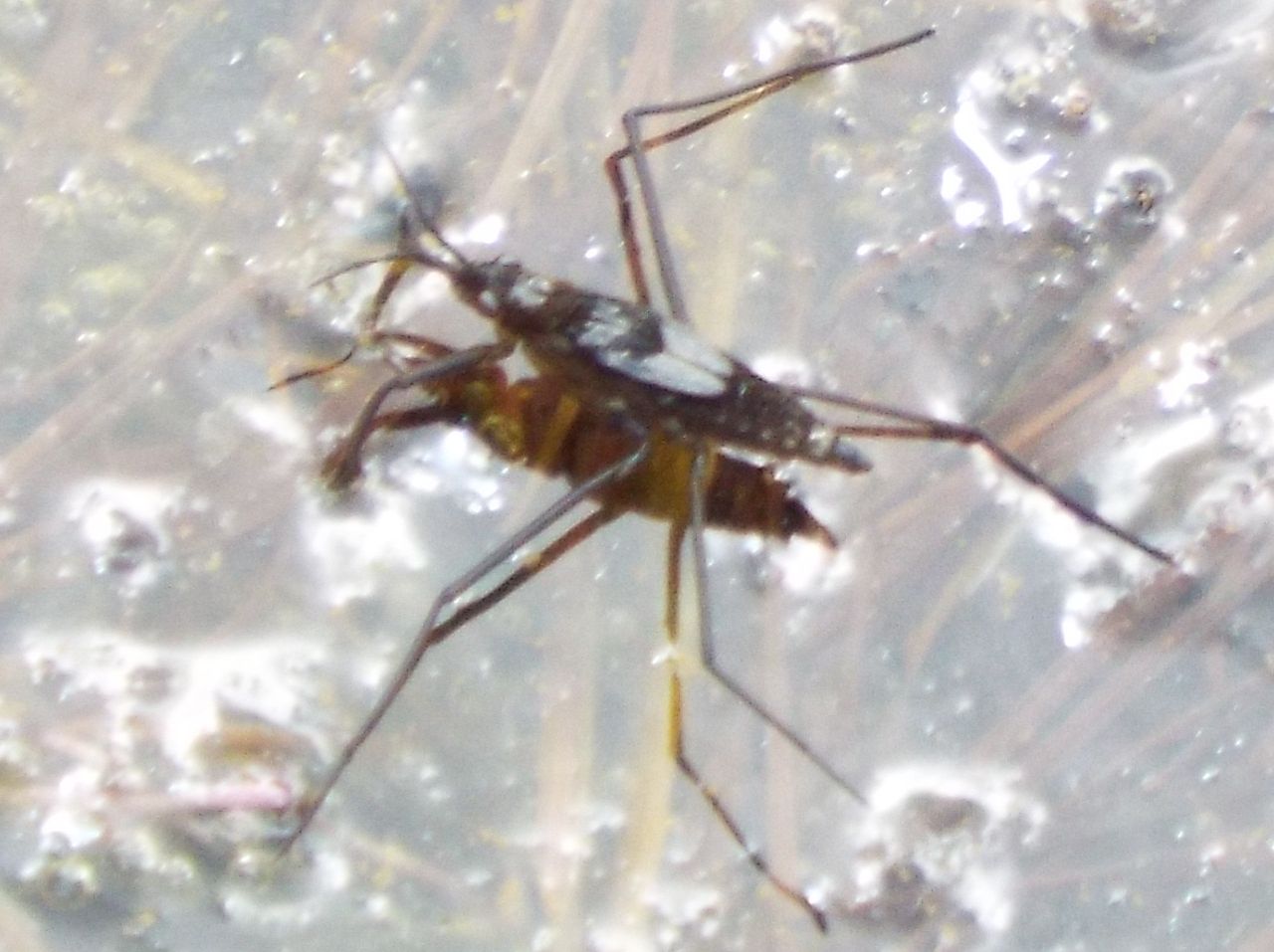 Gerridae:  Gerris sp., ninfe