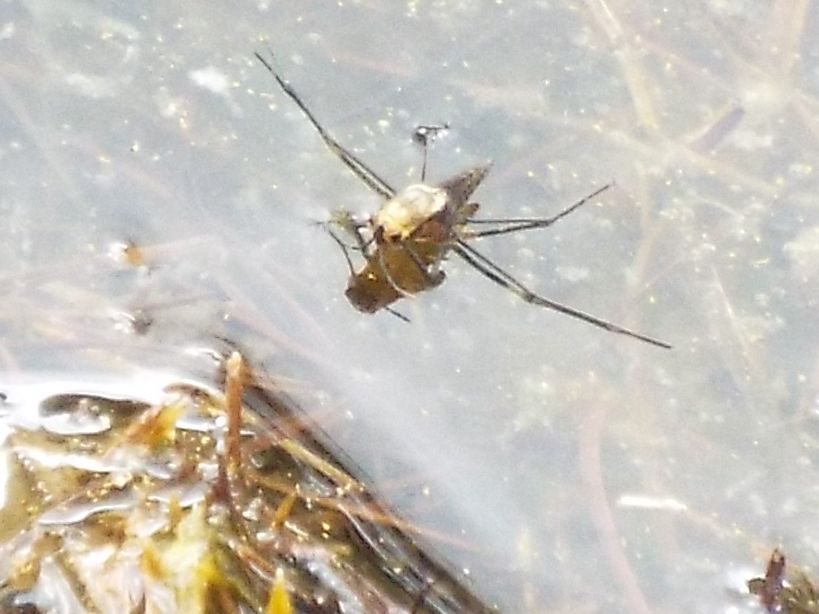 Gerridae:  Gerris sp., ninfe