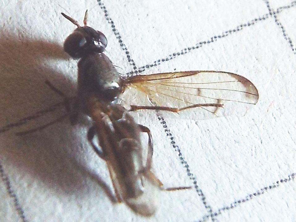 Ulidiidae: Herina paludum