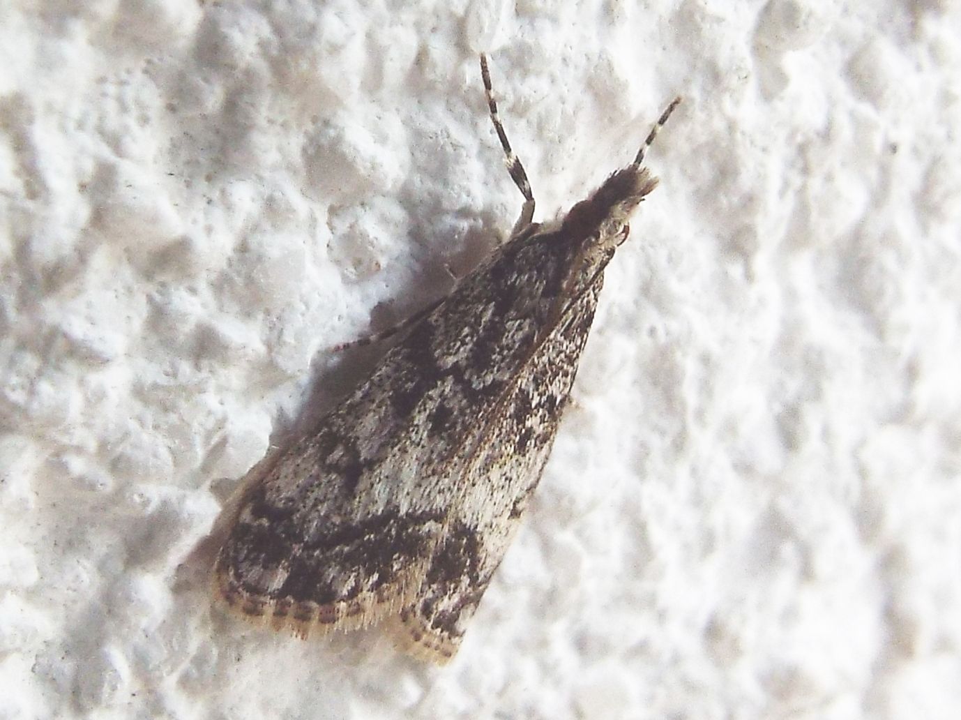 Eudonia lacustrata  (Crambidae)