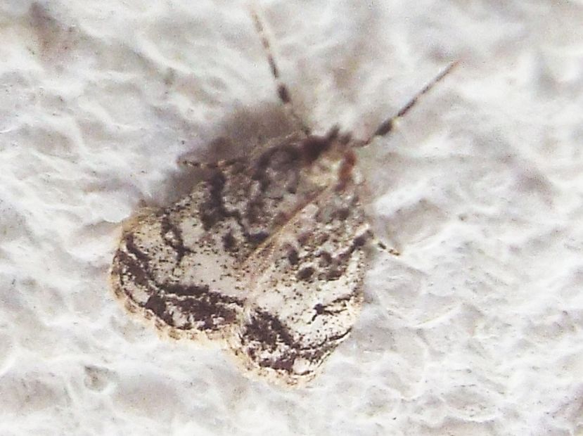 Eudonia lacustrata  (Crambidae)