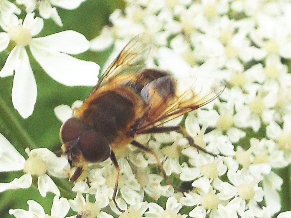 Syrphidae: Eristalis  tenax?  No, Eristalis similis