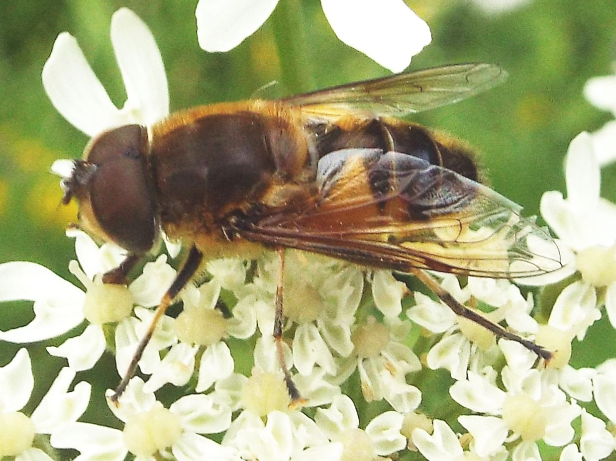 Syrphidae: Eristalis  tenax?  No, Eristalis similis