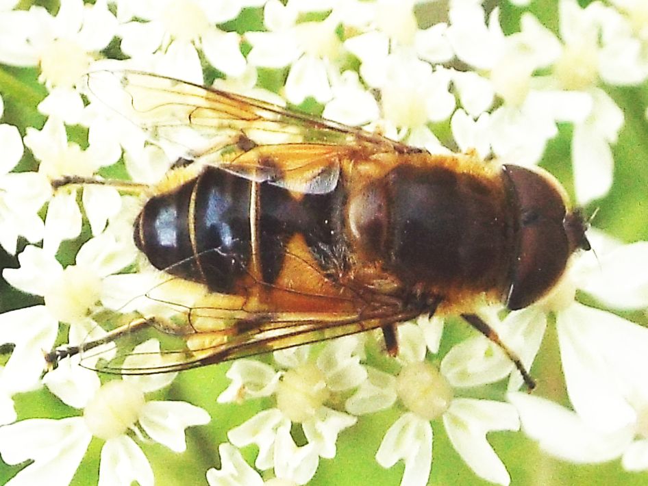 Syrphidae: Eristalis  tenax?  No, Eristalis similis