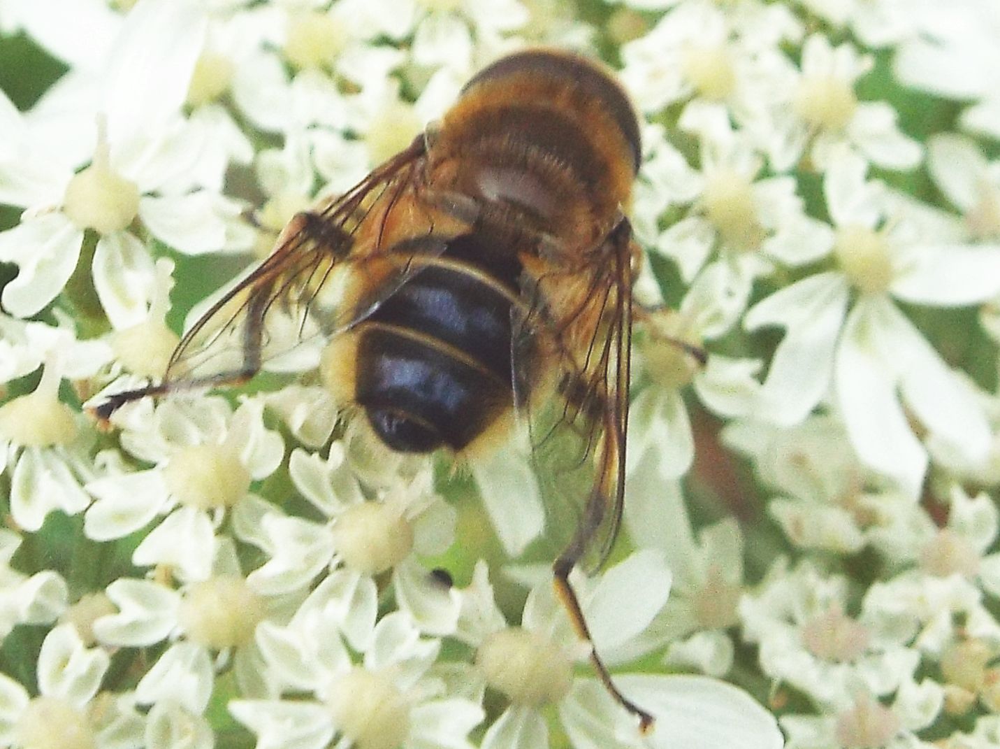 Syrphidae: Eristalis  tenax?  No, Eristalis similis